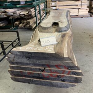 Walnut Log # 16085 - 8 FT