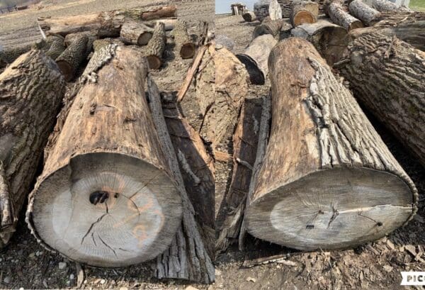 Non-Milled Cottonwood - Image 5